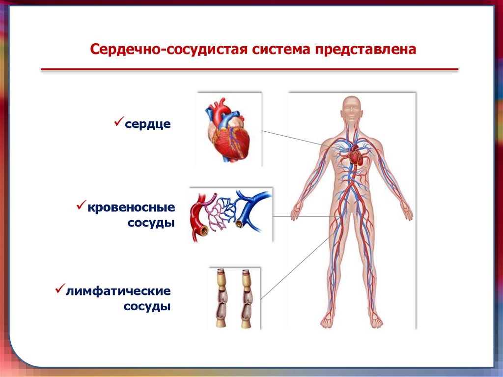 Тема сердечно сосудистая система. Из чего состоит сердечно сосудистая система. Строение кровеносной системы: сердце и сосуды. Строение сердечной системы человека. Анатомия человека кровеносная система и сердце.