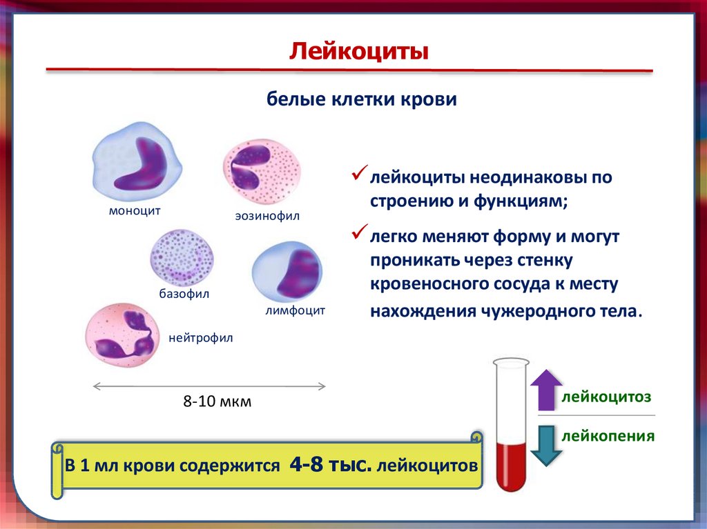 Лейкоциты крови способны. Клетки крови лейкоциты рисунок. Форма ядра лейкоцитов. Лейкоциты выполняют защитную функцию обеспечивают клеточный и. Лейкоциты человека рисунок с обозначениями.