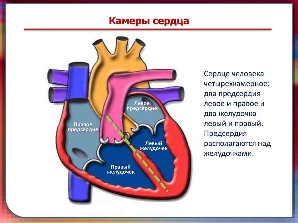 Правое предсердие отделено от правого желудочка. Строение сердца человека камеры. Строение сердца 4 камеры. Строение сердца 4 камеры и желудочки. Как определить сколько камер в сердце.