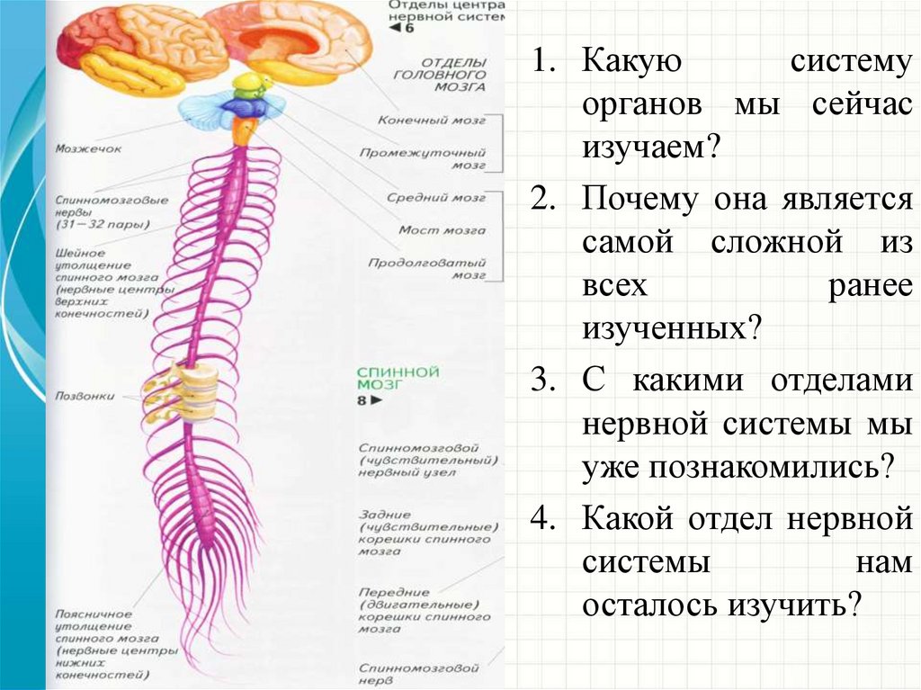 Функции продолговатого мозга моста мозжечка