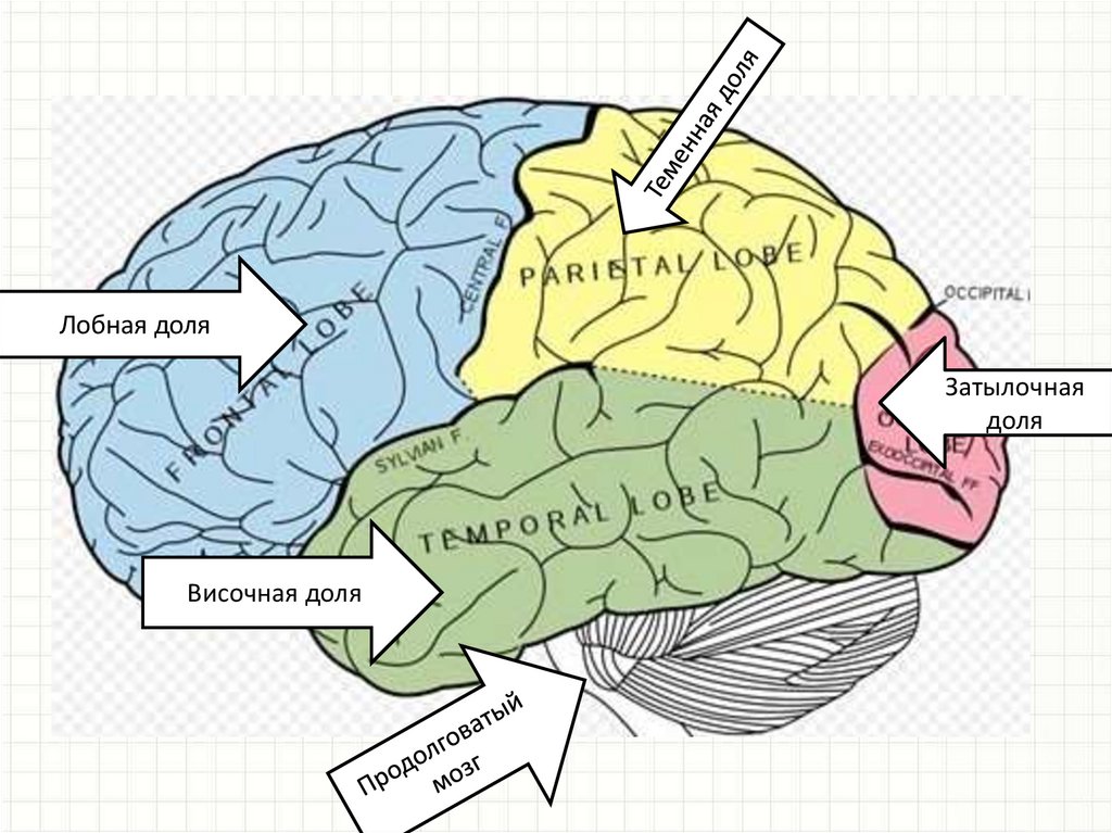 Таблица долей мозга