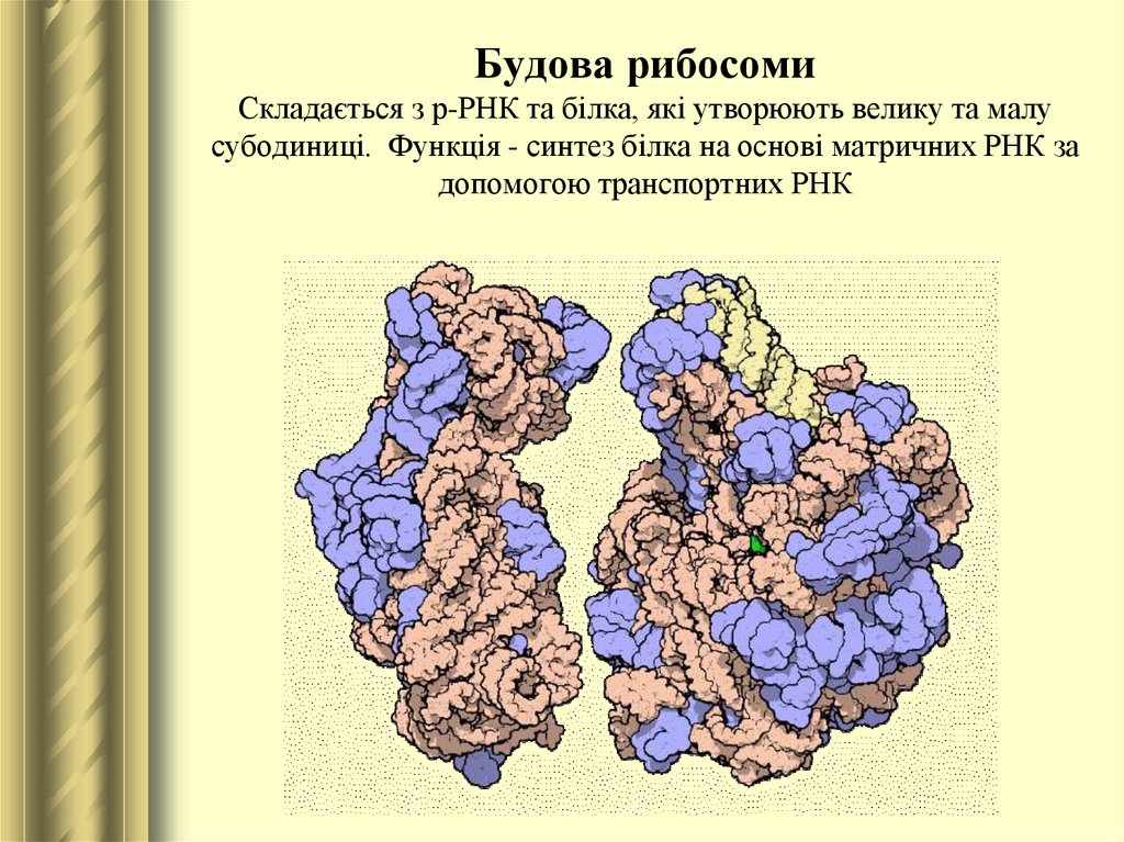 Будова рибосоми Складається з р-РНК та білка, які утворюють велику та малу субодиниці. Функція - синтез білка на основі