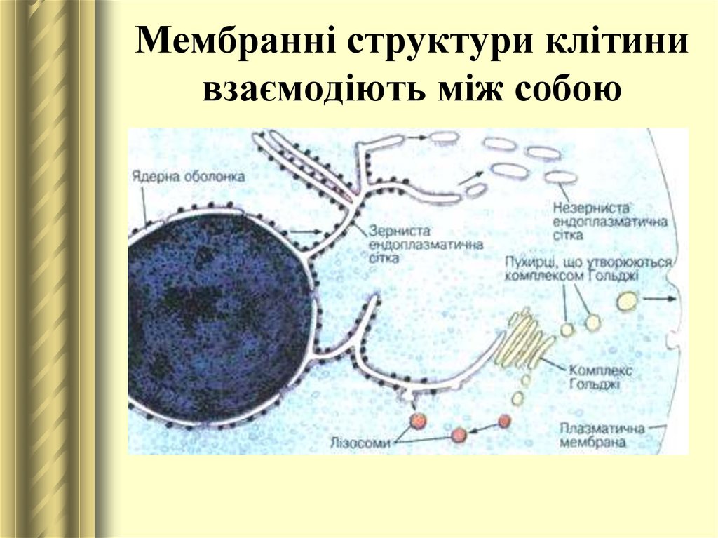 Мембранні структури клітини взаємодіють між собою