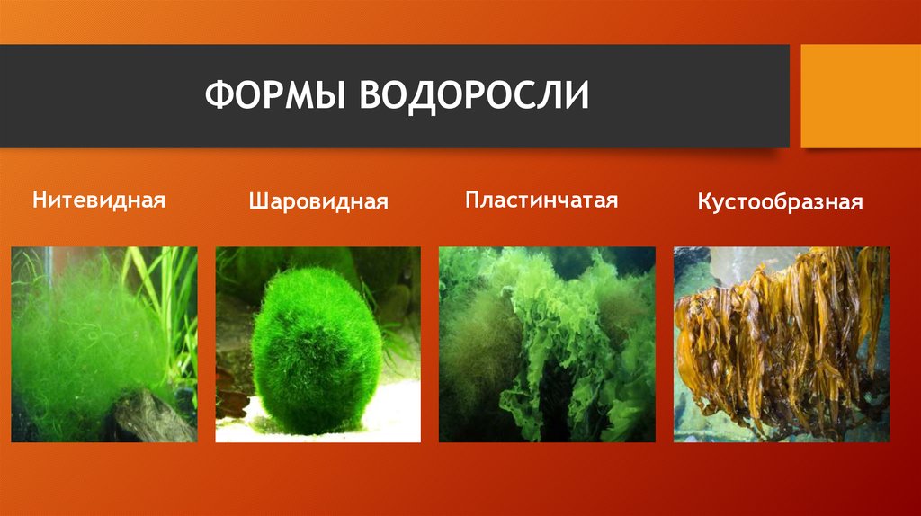 Водоросли 3 класс окружающий. Формы водорослей. Нитчатые и пластинчатые водоросли.