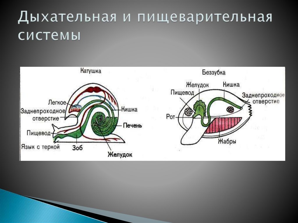 Центры управления сердечно сосудистой дыхательной и пищеварительной