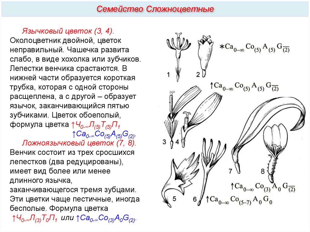 Семейство сложноцветные виды