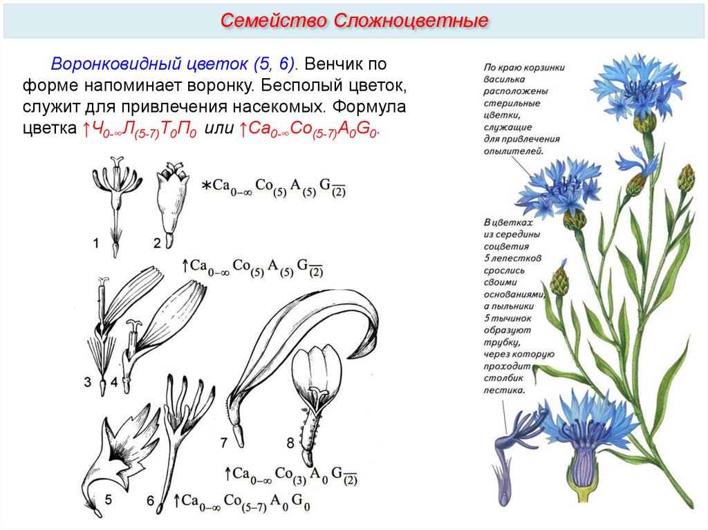 Семейства сложноцветные 6 класс. Семейство Сложноцветные строение. Семейство Сложноцветные формула цветка. Василек синий формула цветка. Сложноцветные чашечка венчик.