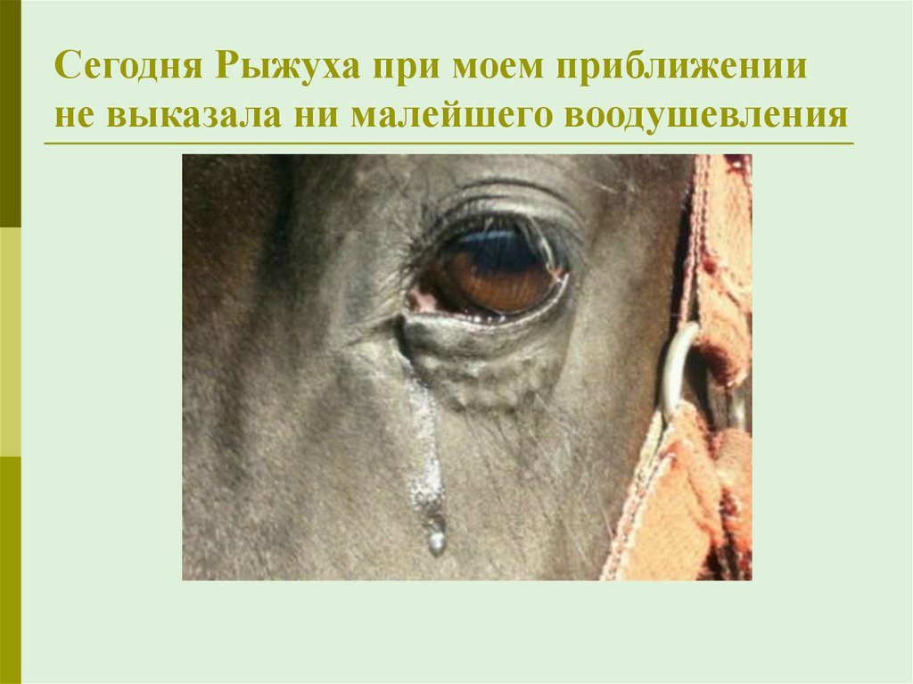 Абрамов почему плачут лошади