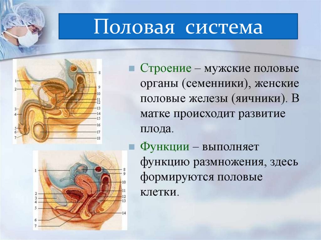 Ткани органы и системы органов