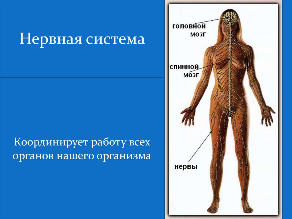 Наличие систем органов