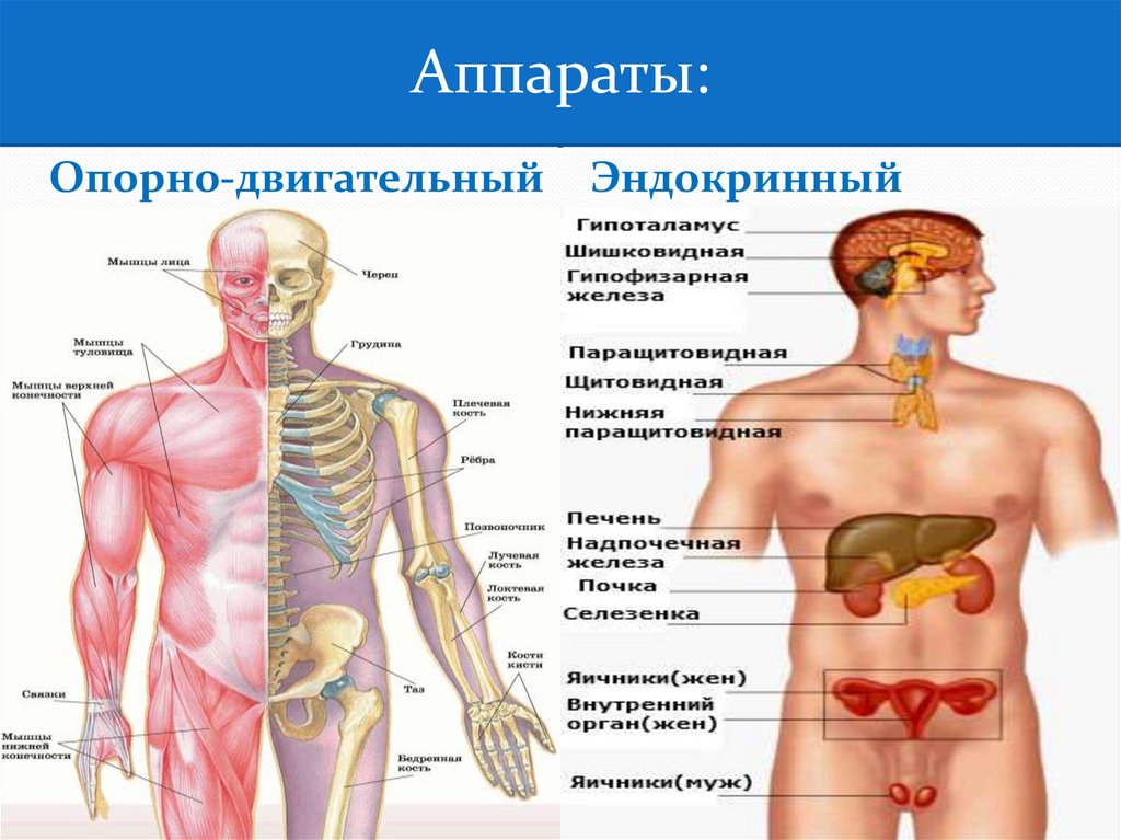 Систем и органов также