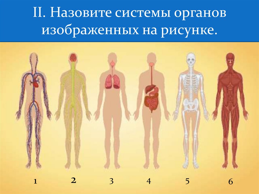 Изображения систем органов человека. Системы органов. Органы и системы органов человека. Системы органовмчелопвека. Человек в системе.