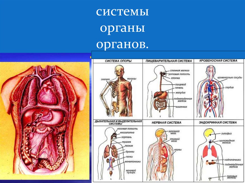 Записать систему органов