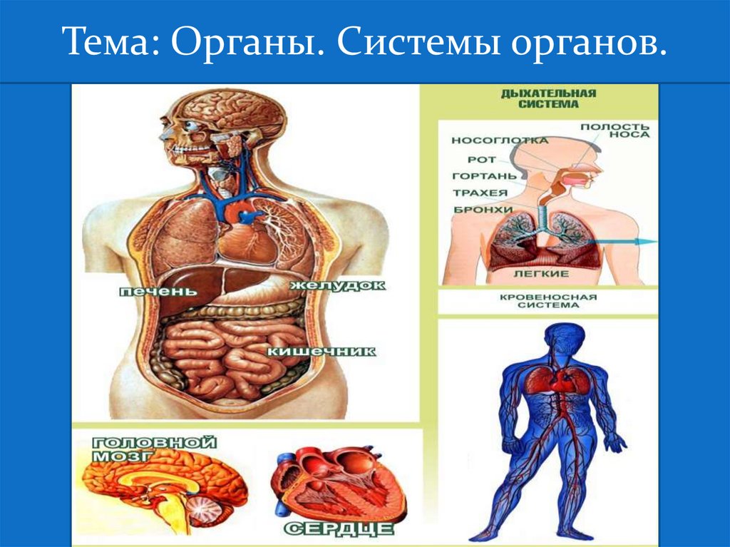 Системы органов картинки