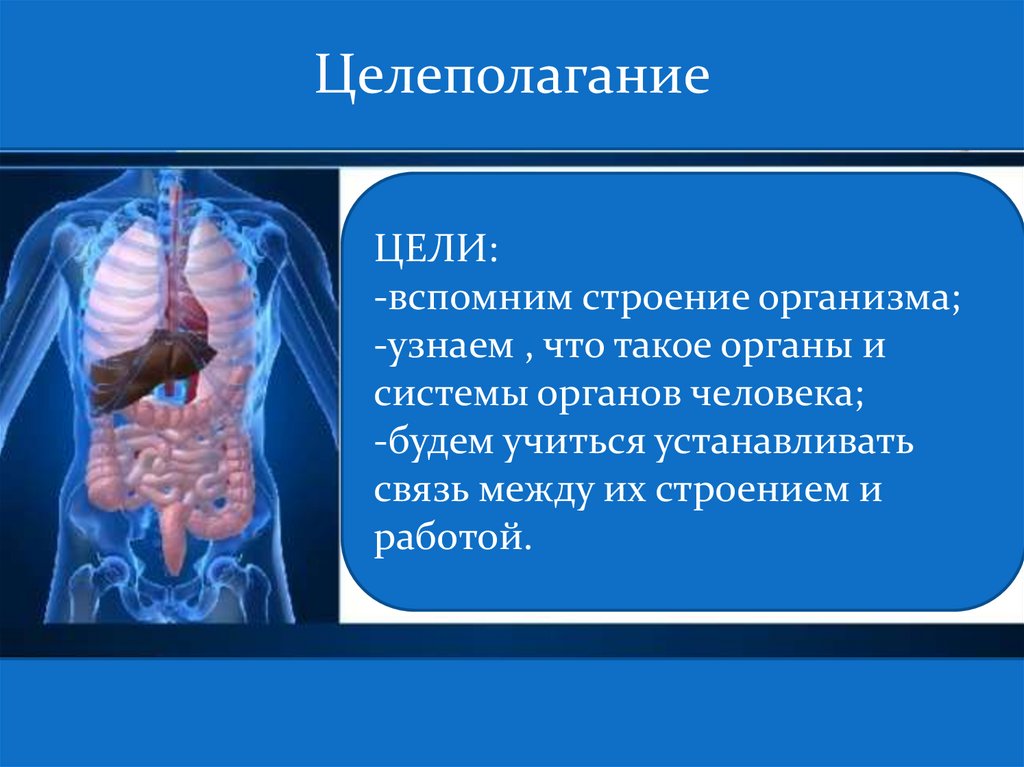 Знать строение человека. Системы органов. Как проверить организм. Системы органов школа России. Тест системы органов человека 6 класс.
