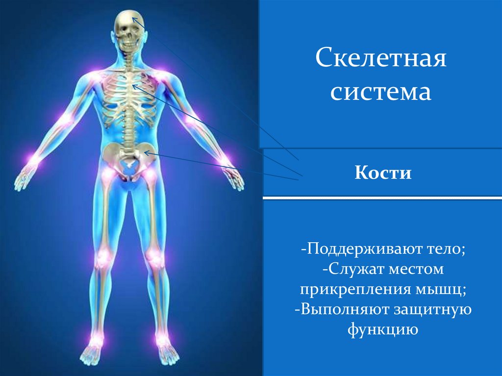 Какие функции выполняют кости в организме. Системы органов. Какой орган выполняет защитную функцию. Урок органы. Кто выполняет защитную функцию ы организме человека.