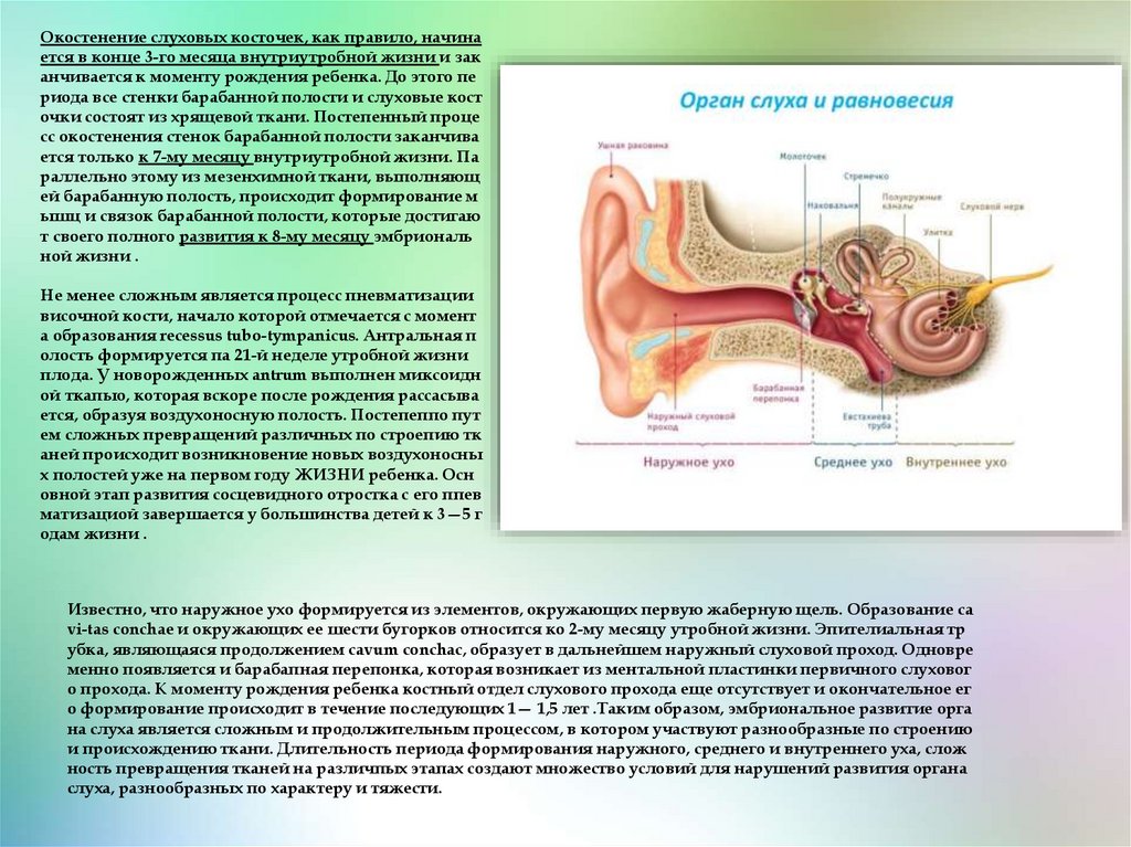 Ушные латынь. Орган слуха косточки. Содержит слуховые косточки. Окостенение слухового прохода. Происхождение слуховых косточек.