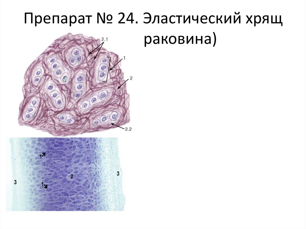 Эластический хрящ гистология рисунок