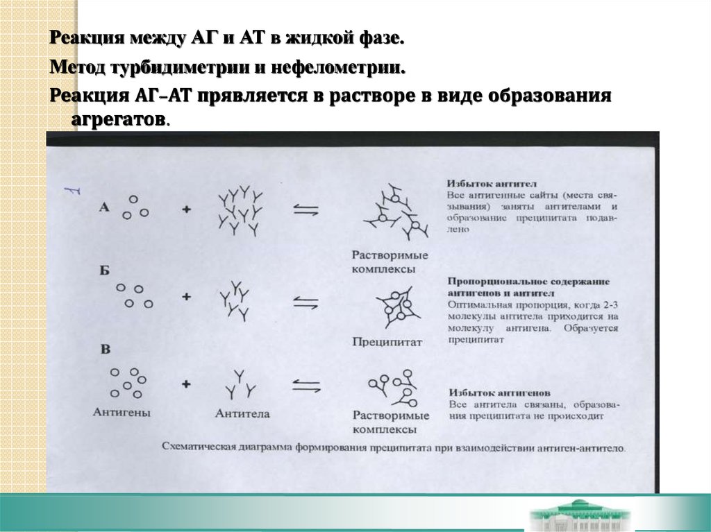 Образование агрегатов. Фазы реакции АГ+АТ. Жидкий фазный метод. Турбидиметрия реакция антиген-антитело. Реакции АГ+АТ протекают в 2 фазы таблица.