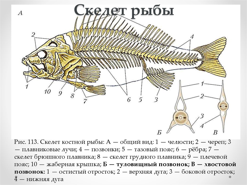 Туловищный отдел скелета. Скелет костной рыбы рис 113. Туловищный позвонок костной рыбы. Судак строение скелета. Опорно двигательная система система рыб.