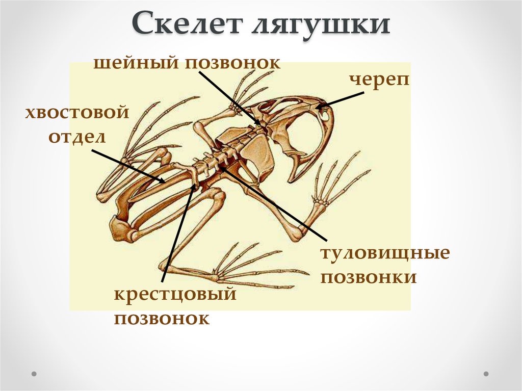 Выберите три верно обозначенные подписи. Скелет лягушки коракоиды. Скелет лягушки таблица 7 класс. Кластер скелет лягушки. Скелет лягушки с подписями.