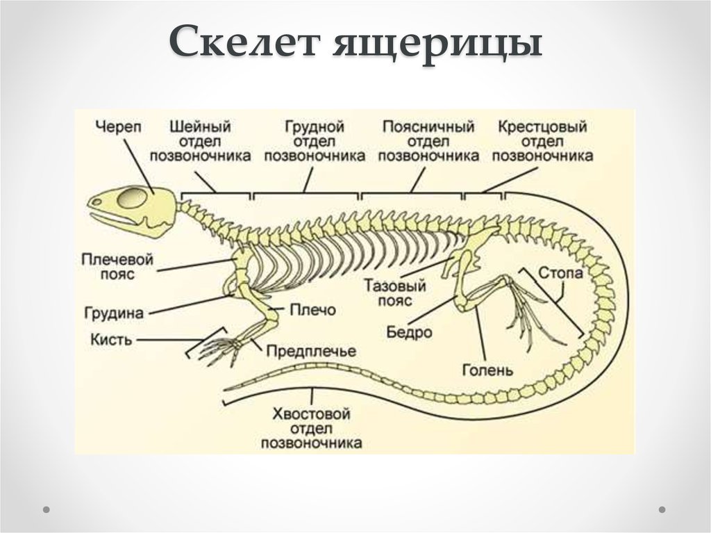 Рассмотрите рисунок напишите названия частей скелета ящерицы обозначенных цифрами