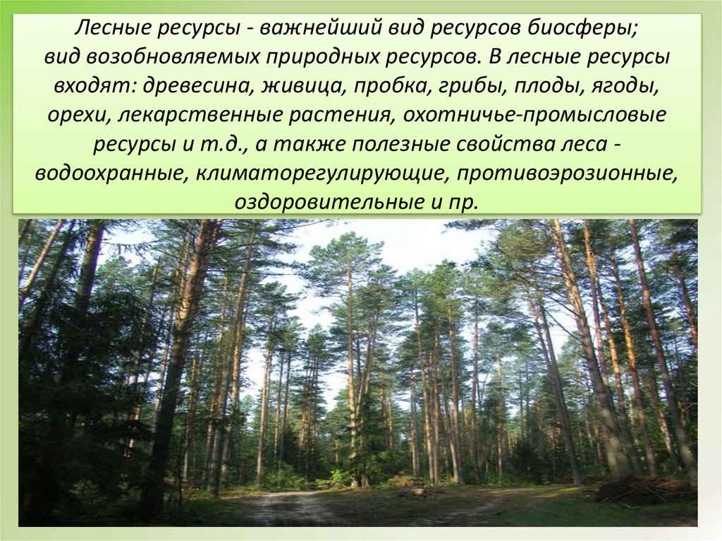 Богатство лесной зоны. Лесные ресурсы. Природные ресурсы леса. Лесные ресурсы презентация. Типы лесных ресурсов.
