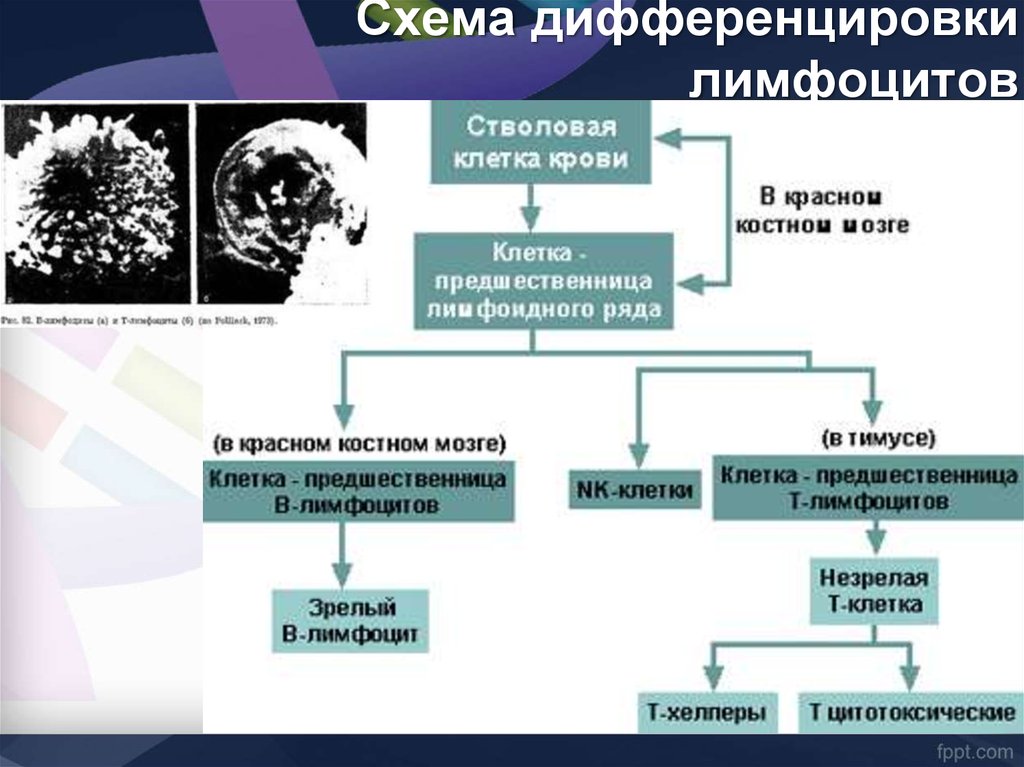 Схема дифференцировки в лимфоцитов