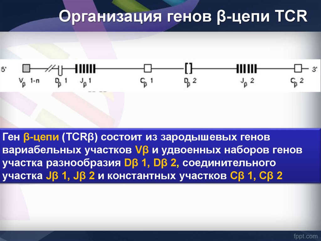 Цепь ген 3. Цепочка генов. Реаранжировка генов TCR. Зародышевые гены цепей TCR. Перестройка генов антигенраспознающих рецепторов.