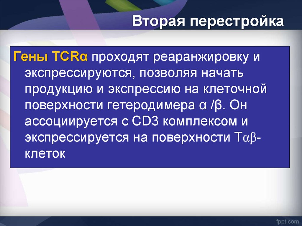 Перестройка генов. Перестройка генов антигенраспознающих рецепторов. Экспрессируется. Перестройка генов презентация генетика.