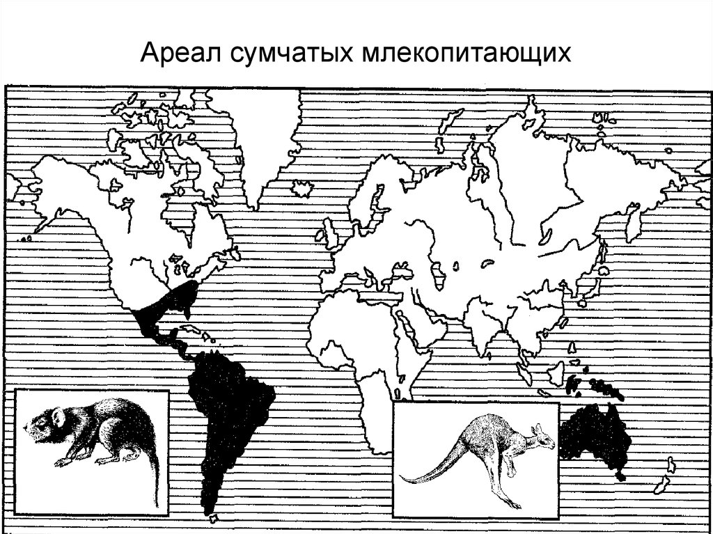 Где живут кенгуру карта