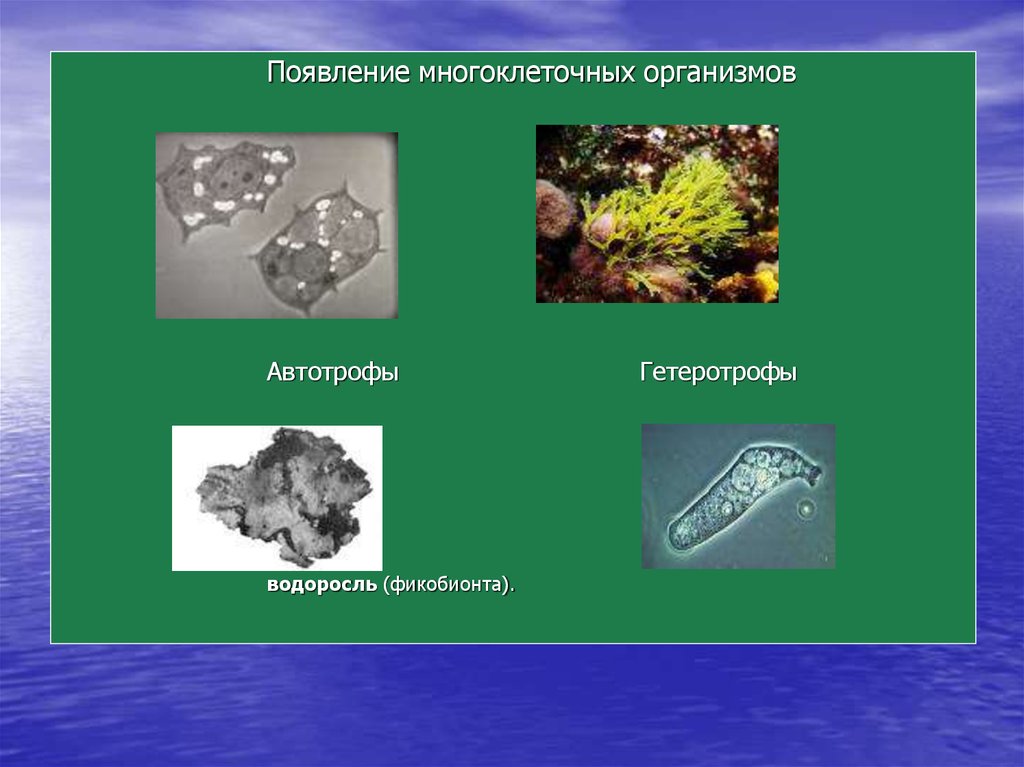 Возникновение организмов. Многоклеточные организмы автотрофы. Водоросли автотрофы. Автотрофы это организмы которые. Многоклеточные гетеротрофы.