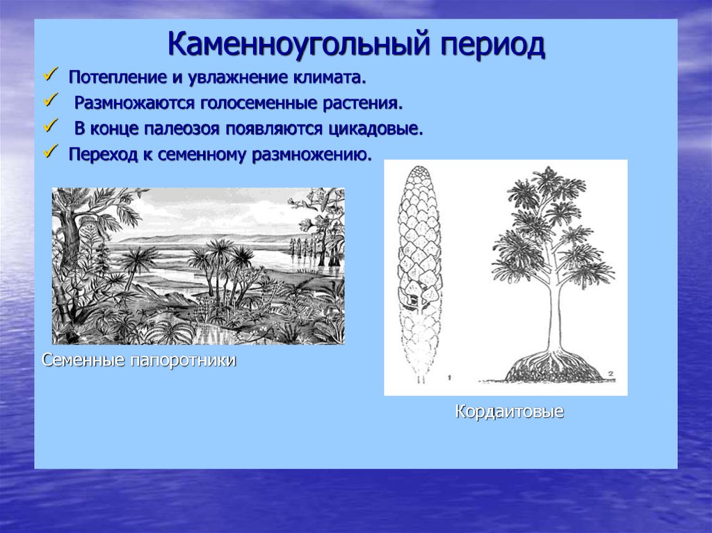 Древние голосеменные растения. Семенные папоротники Голосеменные растения. Семенные папоротники Триасового периода. Палеозойские семенные папоротники. Семенные папоротники каменноугольный период.