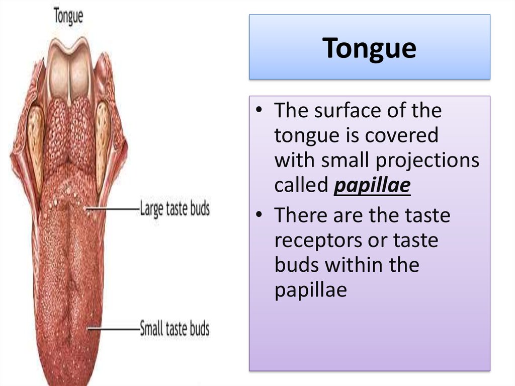 Sense Organs Eyes And Tongue Online Presentation