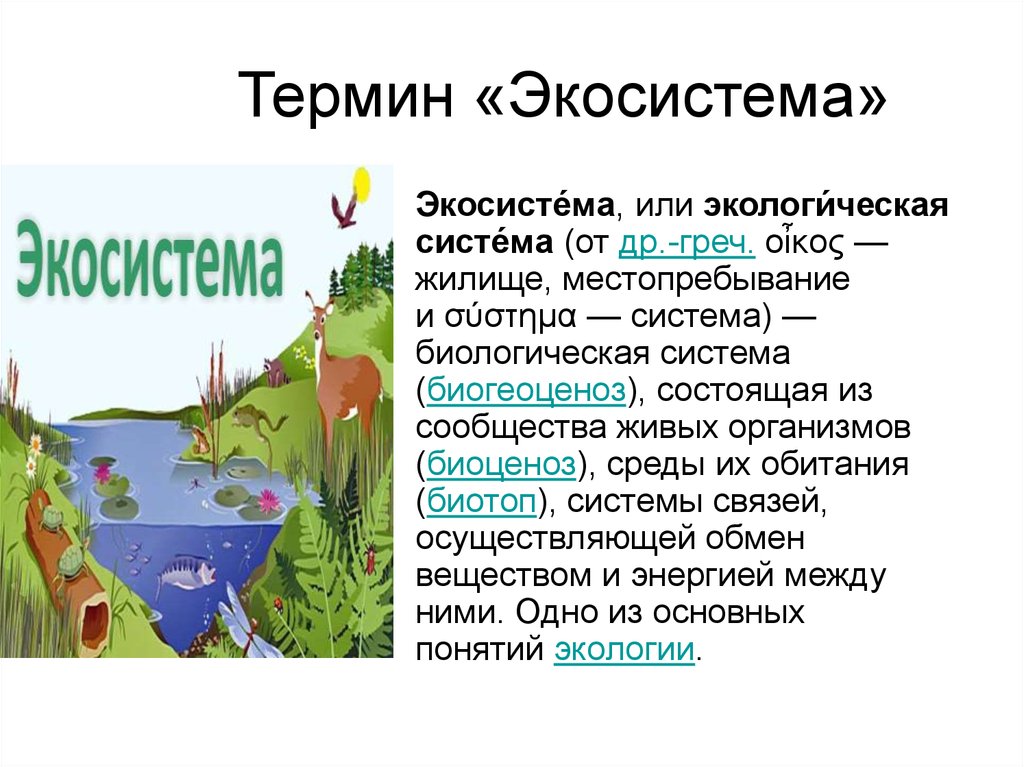 Термин экосистема. Термин биогеоценоз. Экосистема - основное понятие экологии. Термин экологическая система.