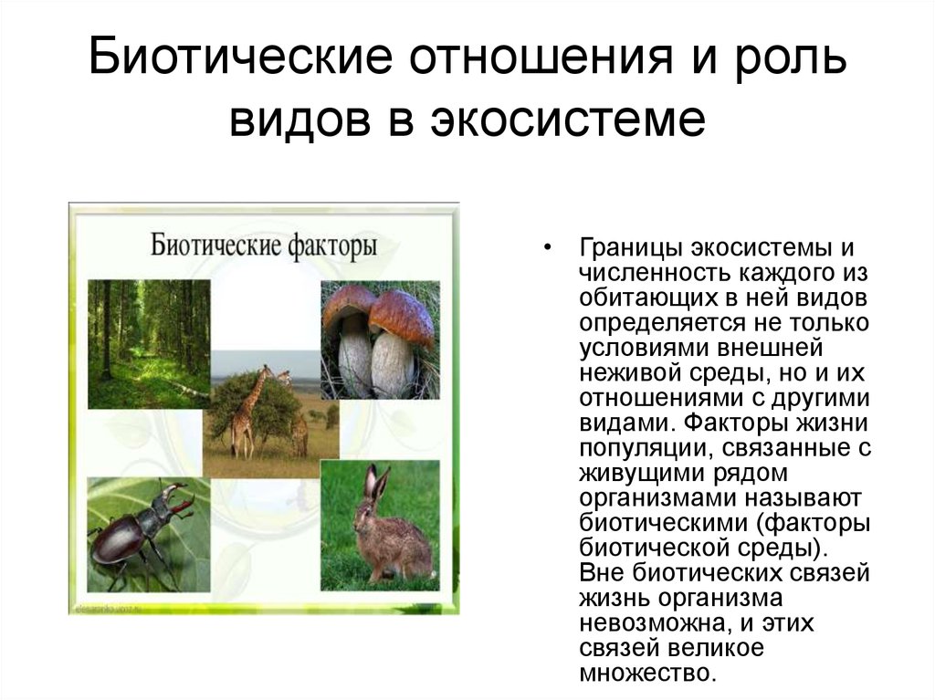 Биотический фактор природной среды. Взаимодействие биотических факторов схема. Биотическиефакты экоситстемы. Биотические факторы среды. Экологические факторы биотические факторы.
