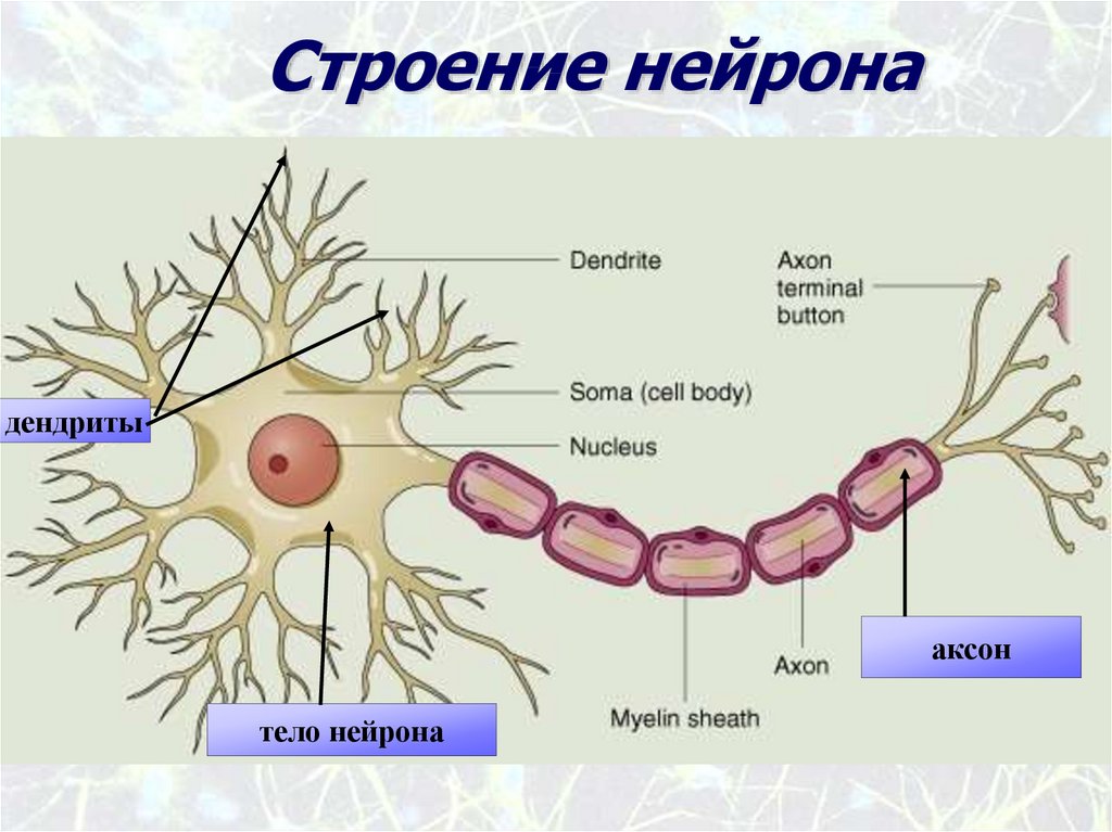Биология нервные клетки. Нейрон строение нейрона. Строение нервной клетки анатомия. Строение нейрона анатомия. Нейрон. (Строение + рисунок. Что образуют).