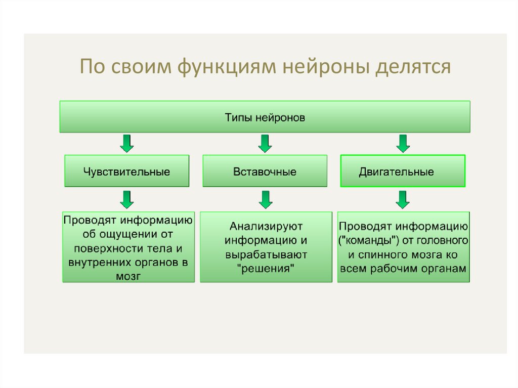 Функции нейронов. По функции Нейроны делятся на. По функциям нейтрон делится на. Типы и функции нейронов. Презентация типы и функции нейронов.