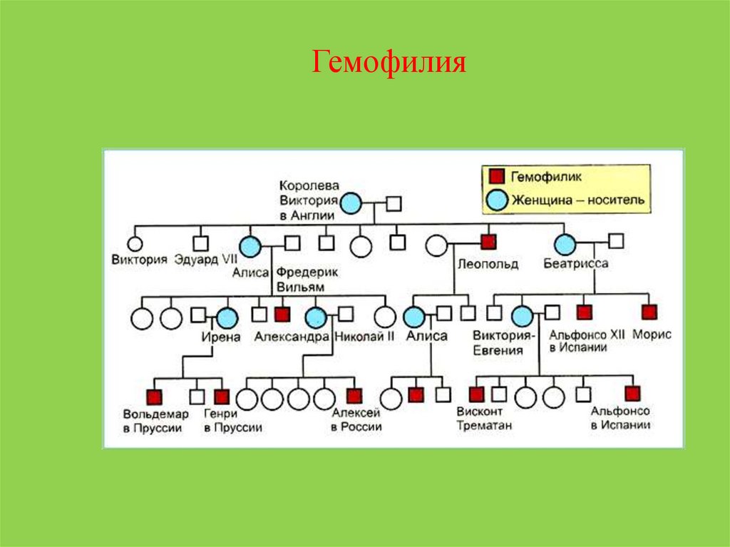 Гемофилия h. Наследование гемофилии. Гемофилия от королевы Виктории. Схема наследования гемофилии.