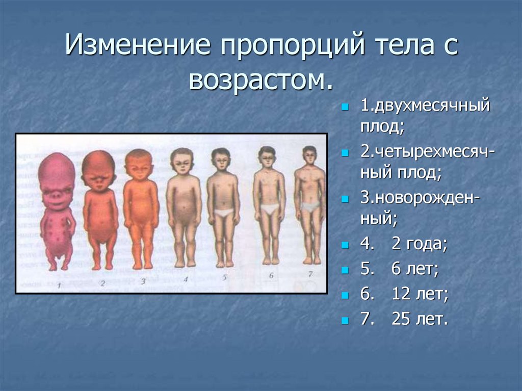 Тело человека растет растет. Изменения пропорции тела ребенка в различные возрастные периоды. Изменение пропорций тела с возрастом. Изменение пропорций тела человека с возрастом. Изменения пропорций тела ребенка с возрастом.