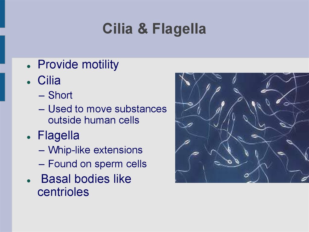 Cilia & Flagella