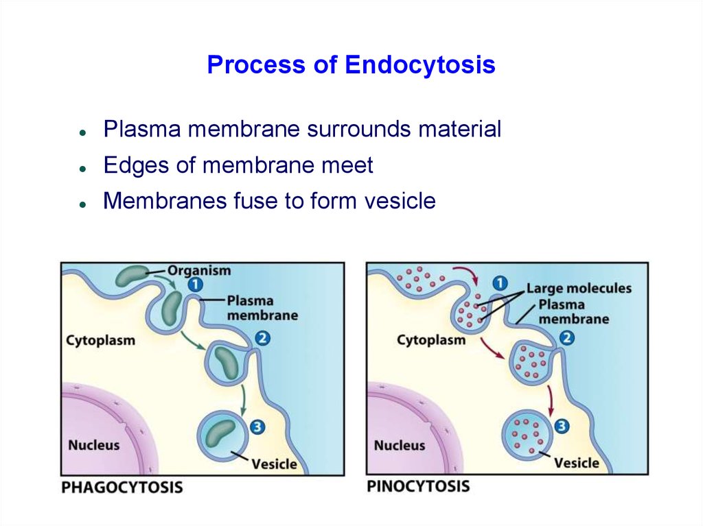 Process of Endocytosis