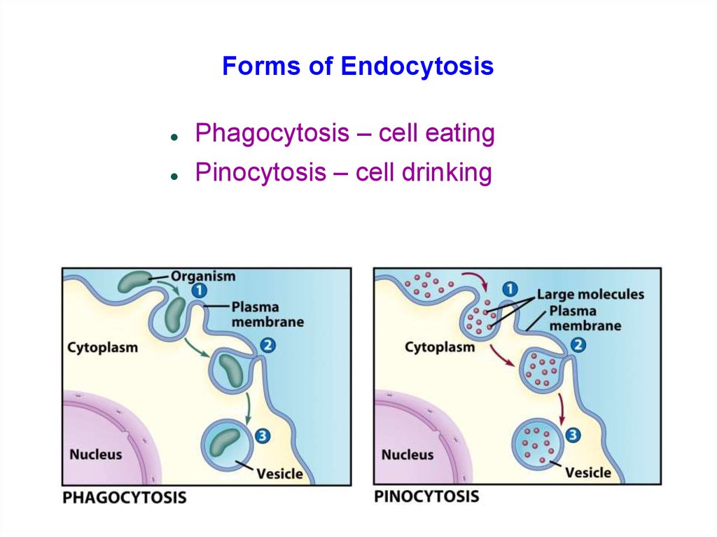 Forms of Endocytosis