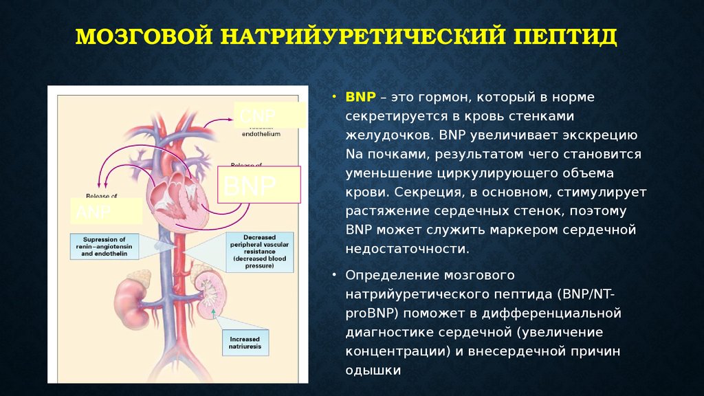 Анализ натрийуретический пептид 32 мозга