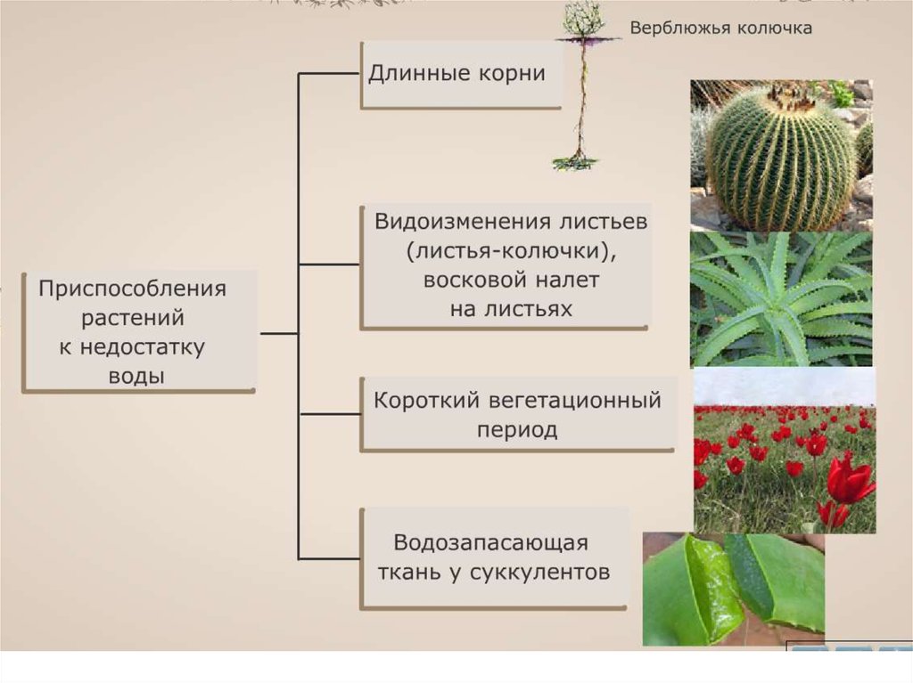 Механизмы приспособления к недостатку воды вида показанного на рисунке являются примером адаптации