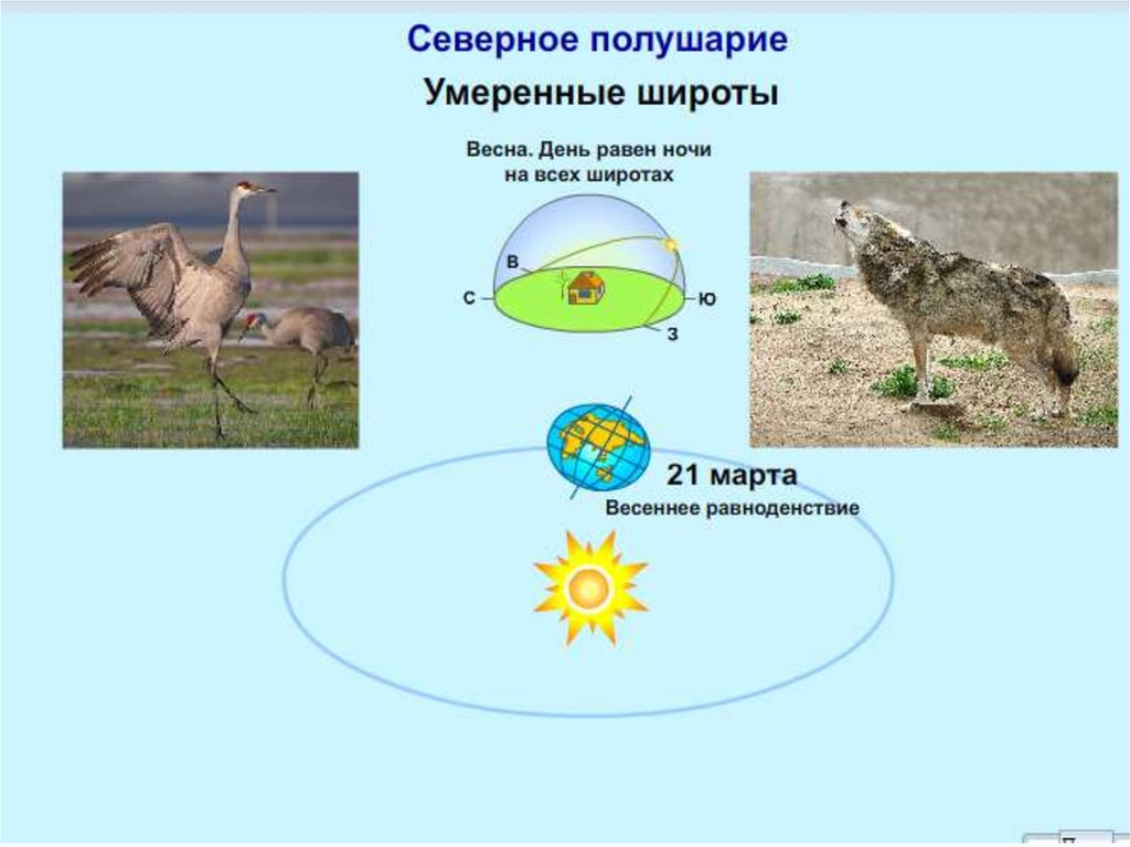 Взаимосвязи организмов и окружающей среды