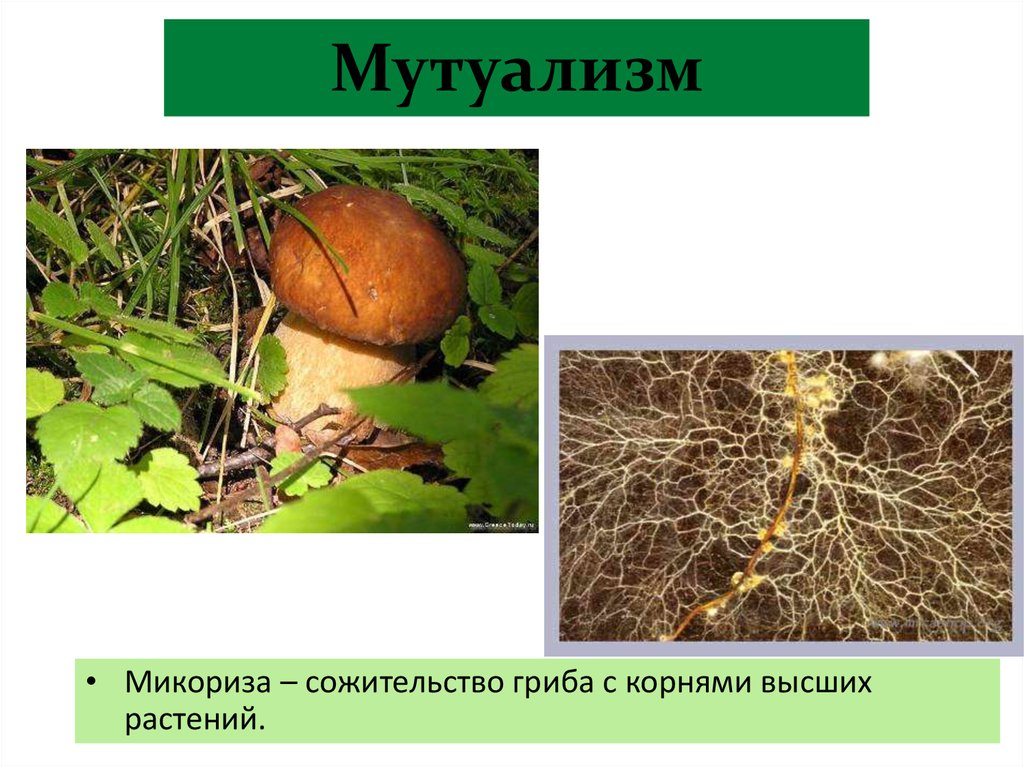 Корни грибов как называется. Микориза мутуализм. Корни грибов. Мутуализм грибов. Корень гриба.