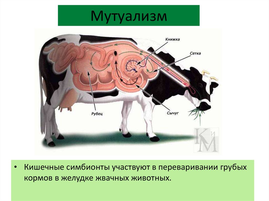 Выберите пример мутуализма