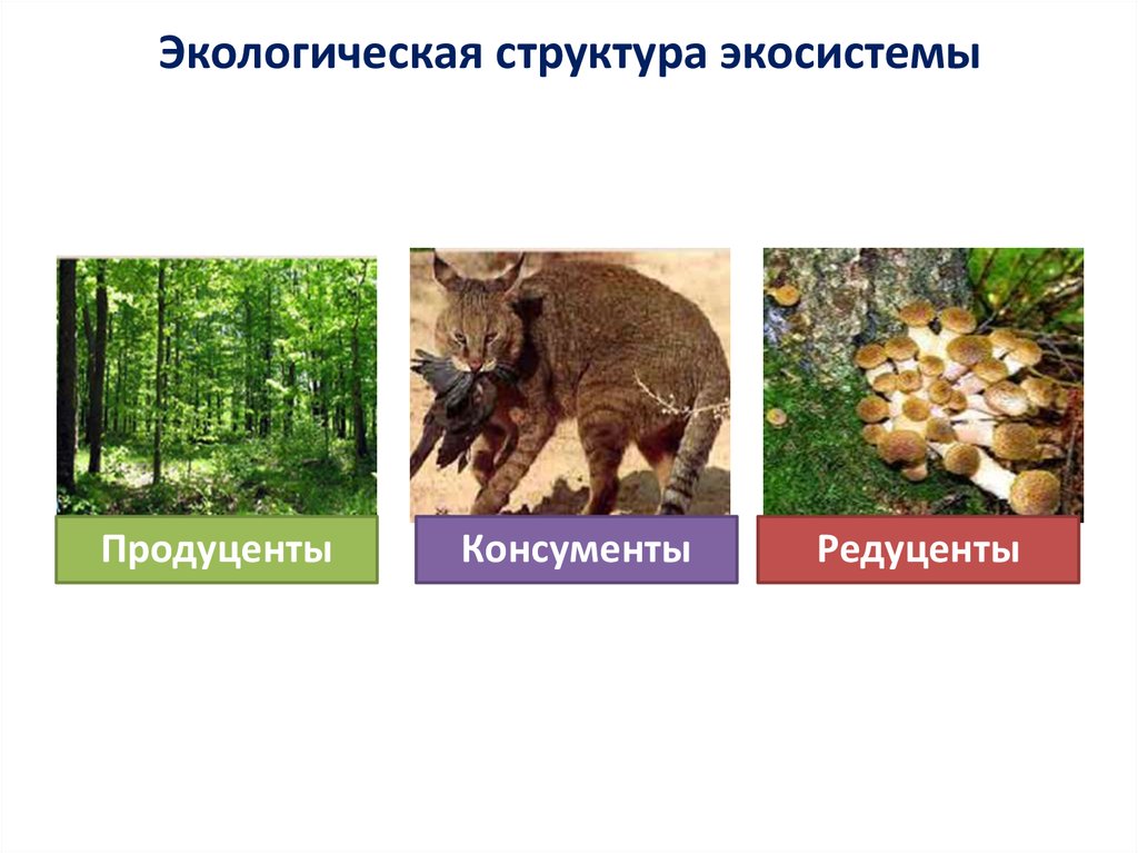 Экологическая структура экосистемы