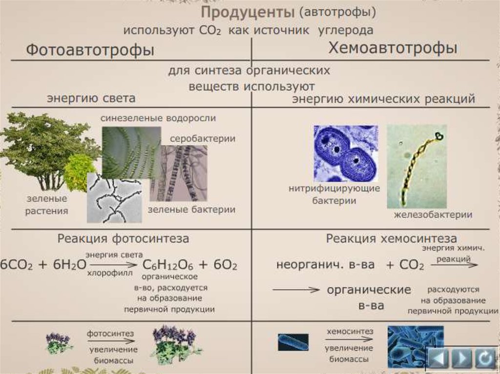 Фото и хемосинтез как источники органического вещества
